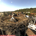 17_25-nest.jpg