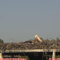 17_35-mast.jpg