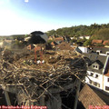 17_35-nest.jpg