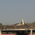 17_40-mast.jpg