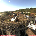 17_40-nest.jpg