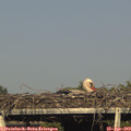 17_50-mast.jpg