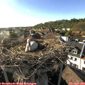 17_55-nest.jpg