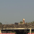 18_00-mast.jpg