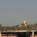 18_05-mast.jpg