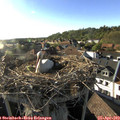18_10-nest.jpg