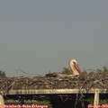 18_15-mast.jpg