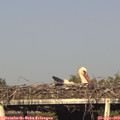 18_20-mast.jpg