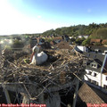 18_20-nest.jpg
