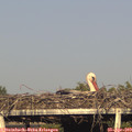 18_25-mast.jpg