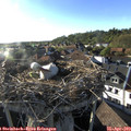 18_30-nest.jpg