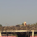 18_35-mast.jpg