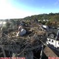 18_35-nest.jpg