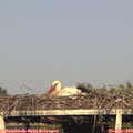 18_40-mast.jpg