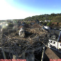 18_45-nest.jpg
