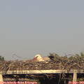 18_50-mast.jpg