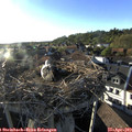 18_50-nest.jpg