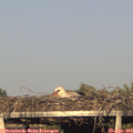 18_55-mast.jpg