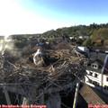 18_55-nest.jpg