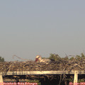 19_00-mast.jpg