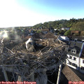 19_00-nest.jpg