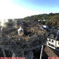 19_05-nest.jpg