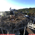 19_10-nest.jpg