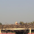 19_15-mast.jpg