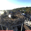 19_15-nest.jpg