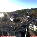 19_20-nest.jpg