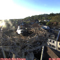 19_25-nest.jpg