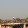 19_30-mast.jpg