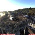 19_30-nest.jpg