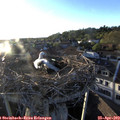 19_35-nest.jpg