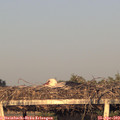 19_45-mast.jpg