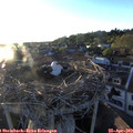 19_45-nest.jpg
