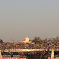 19_50-mast.jpg