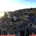 19_50-nest.jpg