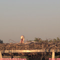 19_55-mast.jpg