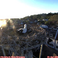 19_55-nest.jpg