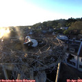 20_00-nest.jpg