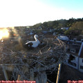 20_05-nest.jpg