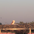20_10-mast.jpg