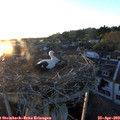 20_10-nest.jpg
