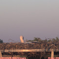 20_15-mast.jpg