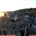 20_15-nest.jpg
