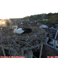 20_20-nest.jpg