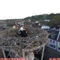 06_15-nest.jpg