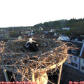 06_20-nest.jpg
