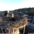 06_25-nest.jpg